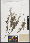 Foto von Salix repens L.